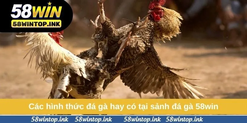 Các hình thức đá gà hay có tại sảnh đá gà 58win