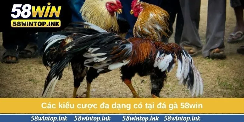 Các kiểu cược đa dạng có tại đá gà 58win