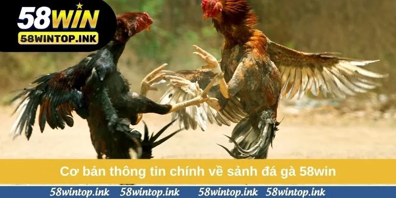 Cơ bản thông tin chính về sảnh đá gà 58win