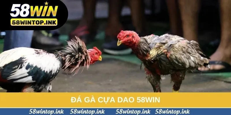 Đá Gà Cựa Dao 58win - Chiến Thuật Và Kỹ Năng Quan Trọng Cần Biết