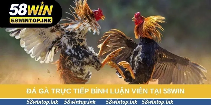 Đá Gà Trực Tiếp Bình Luận Viên Tại 58win: Hướng Dẫn Theo Dõi Dễ Dàng