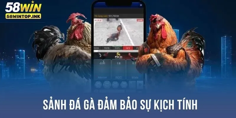 Sảnh đá gà đảm bảo sự kịch tính